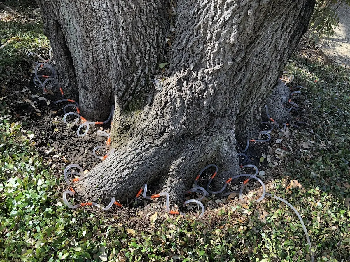 Detailed Tree Cabling and Bracing job site in Esparto