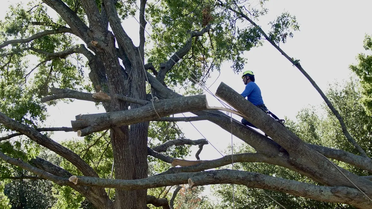 Professional Crown Thinning performed by certified arborists in Esparto