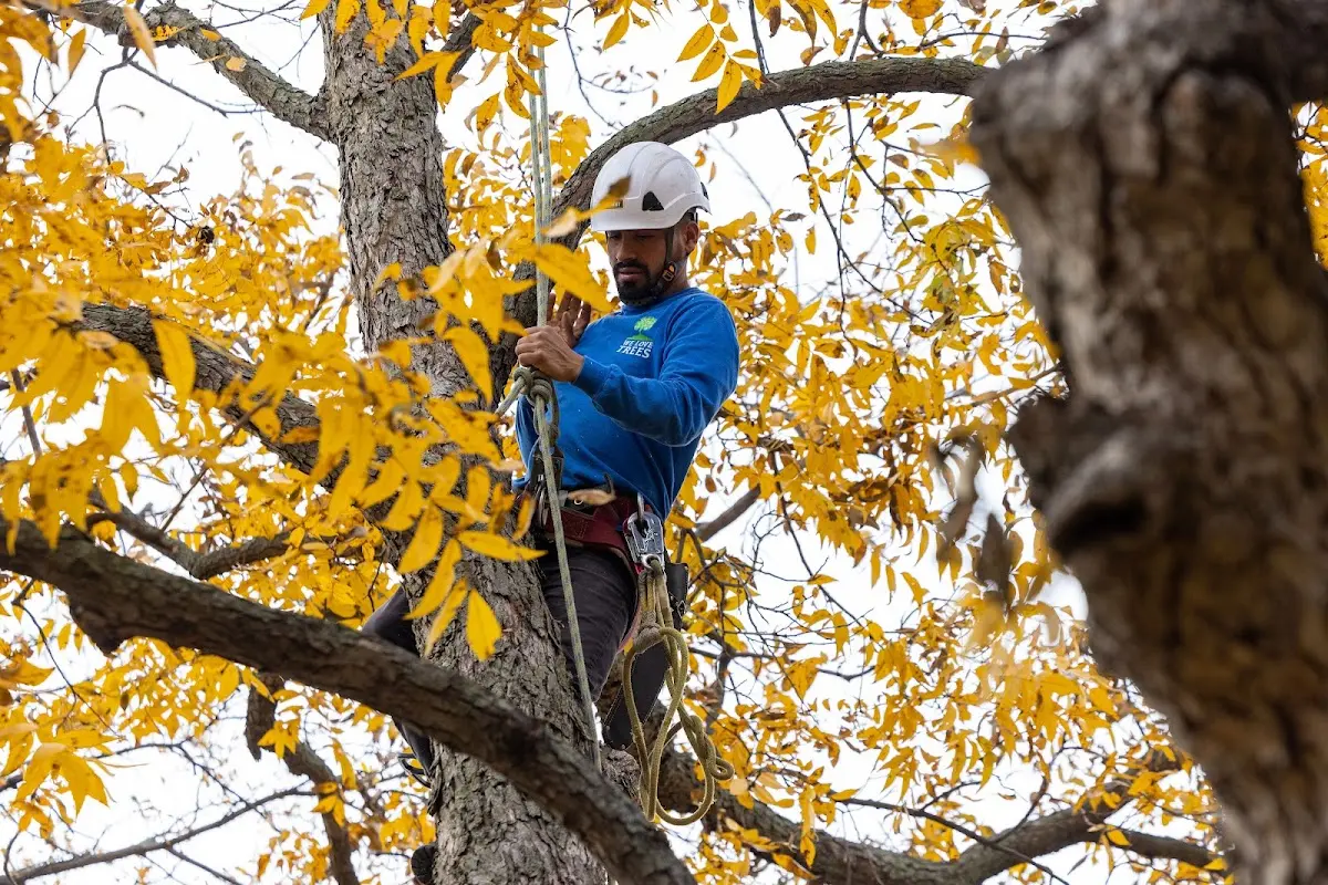 Skilled Tree Trimming crew working in Esparto